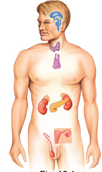 <p>ductless glands and endocrine tissues within other organs</p>