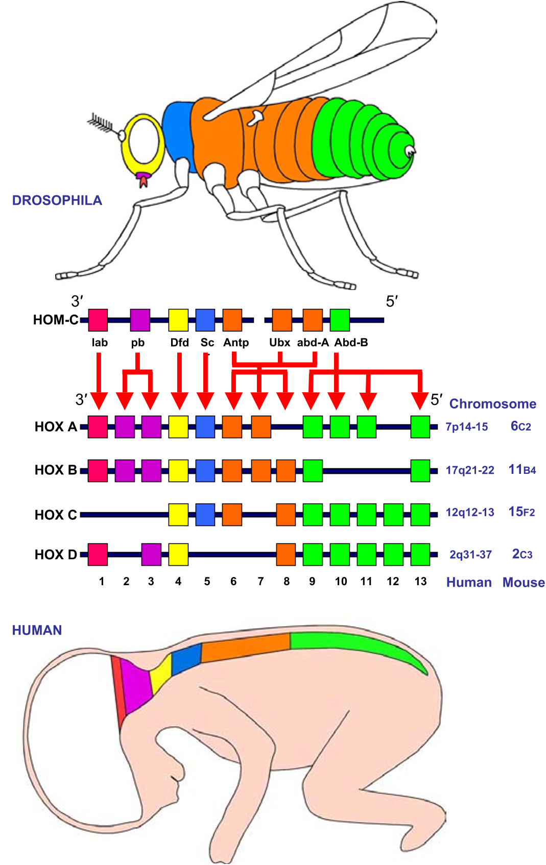 <p>• Hox genes bind DNA in a sequence-specific fashion and regulate the expression of adjacent/nearby genes</p><p></p><p>• Confer positional identity along the Anterior-Posterior (cranio-caudal) axis</p>