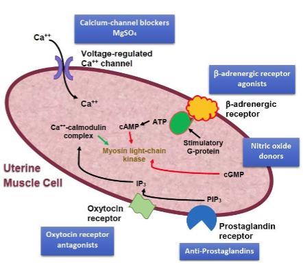 <p><strong>Delay delivery</strong>: Myometrial relaxants are used to delay delivery by 48 hours.</p><p><strong>Transfer to specialist unit</strong>: This delay allows the mother to be transferred to a specialized unit.</p><p><strong>Antenatal corticosteroids</strong>: The delay enables the administration of antenatal corticosteroids, which help fetal lung maturation and increase survival chances.</p>