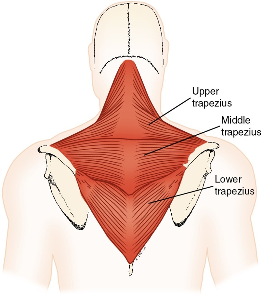 <p>upper trapezius</p>