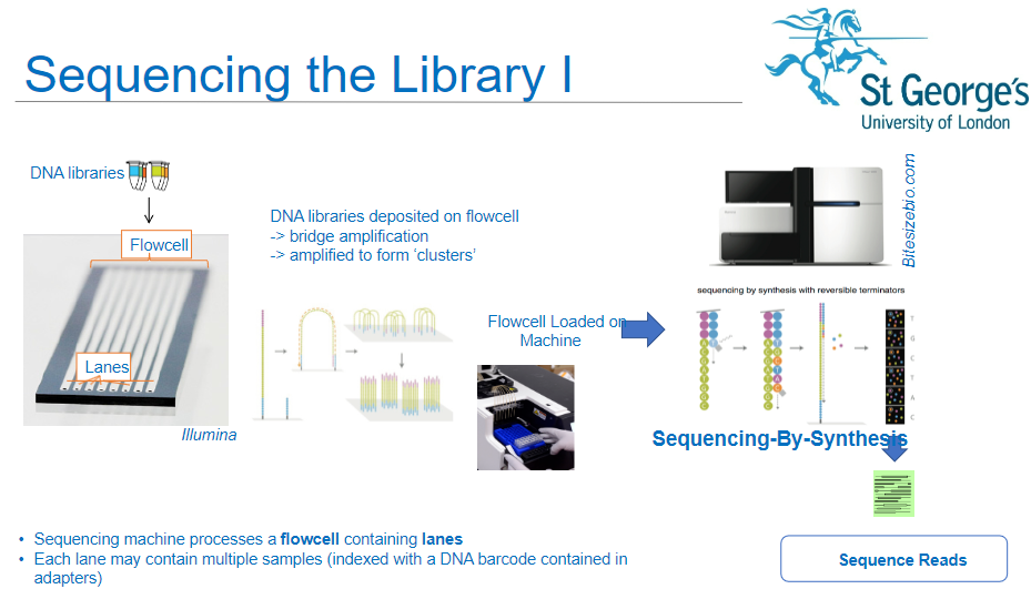 <p><strong>Sequencing Machine</strong>: The sequencing machine processes a flow cell containing lanes.</p><p><strong>Multiple Samples</strong>: Each lane of the flow cell can hold multiple DNA samples, which are indexed with DNA barcodes contained in the adapters.</p><p><strong>DNA Libraries</strong>: DNA libraries are deposited onto the flow cell, where they undergo the next steps of amplification and sequencing.</p>