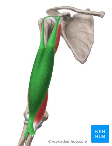 <p>SRF</p><p>Scapula near glenoid fossa and coracoid process</p><p>Radial tuberosity</p><p>Flexes elbow; supinates forearm</p><p>Elbow</p>