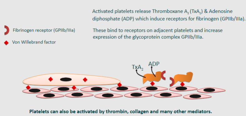 <p>-Activated platelets release Thromboxane A2 (TxA2) and Adenosine diphosphate (ADP).</p><p>-TxA2 and ADP induce receptors for fibrinogen (GPIIb/IIIa) on adjacent platelets.</p><p>-These receptors bind to receptors on adjacent platelets and increase the expression of the glycoprotein complex GPIIb/IIIa.</p>