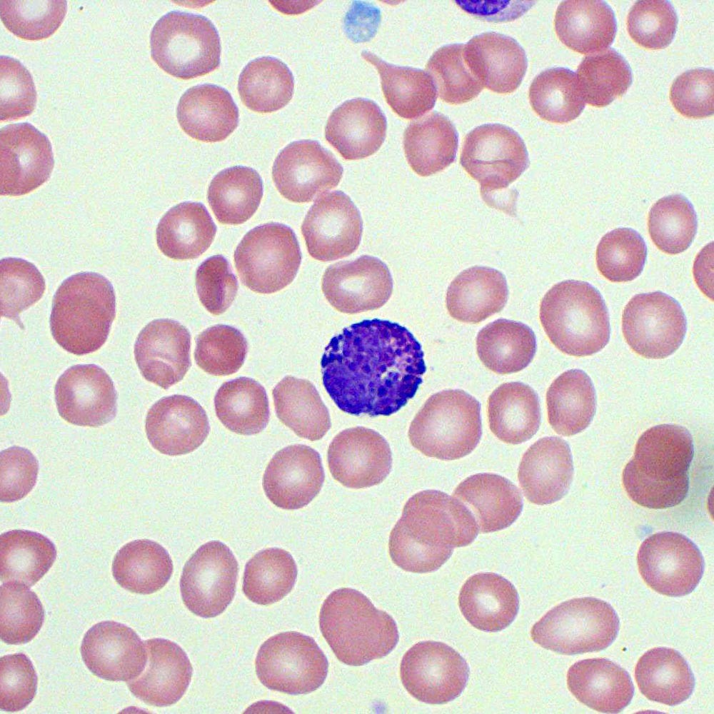 <p>-Cytoplasmic granules stain blue/purple with basic dyes</p><p>-Nucleus generally two-lobed but difficult to see</p>