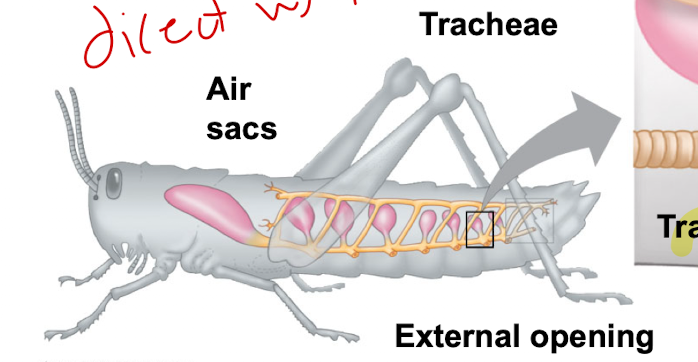 <p>Extensive <span class="tt-bg-yellow">tracheal</span> system</p>