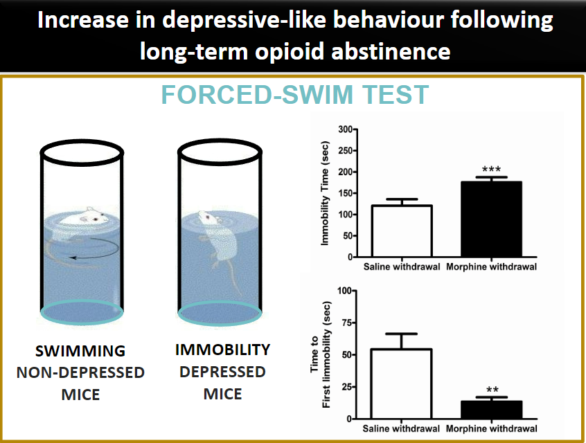 <p><strong>Depressive-like behavior</strong>: Refers to behaviors observed in animals or humans that mimic symptoms of depression, such as decreased activity, withdrawal, or lack of motivation, often seen following long-term opioid abstinence.</p><p><strong>Long-term opioid abstinence</strong>: After prolonged cessation of opioid use, individuals may experience symptoms akin to depression due to changes in brain chemistry, including alterations in neurotransmitter systems (e.g., serotonin, dopamine, and norepinephrine) that regulate mood and reward.</p>