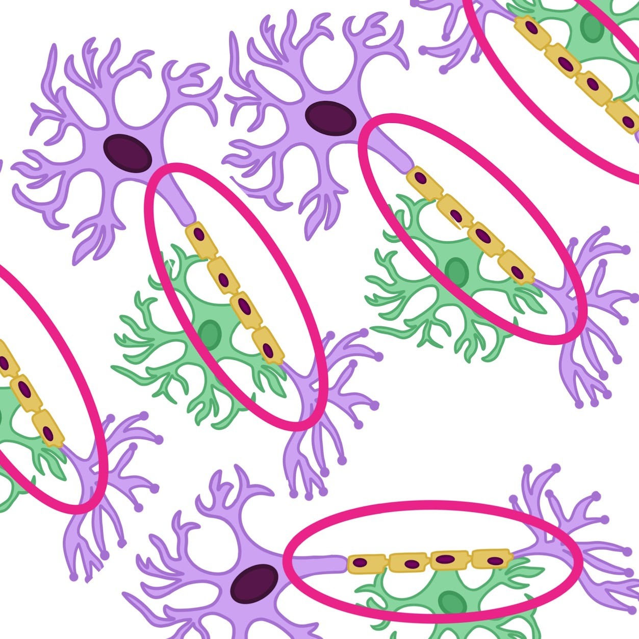 <p>Consists of <span class="tt-bg-green">bundles of myelinated axons</span></p>