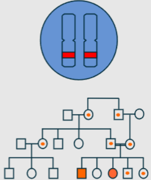 <p>Manifest in homozygous/compound heterozygous form</p><p>Carriers (heterozygotes) are not affected</p><p>Both sexes affected</p><p>Male-to-female and female-to-male transmission</p><p>Usually one generation affected</p><p>May suggest consanguinity (e.g., cousin marriages)</p>