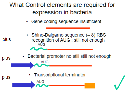 <p>A bacterial promoter is also necessary.</p>