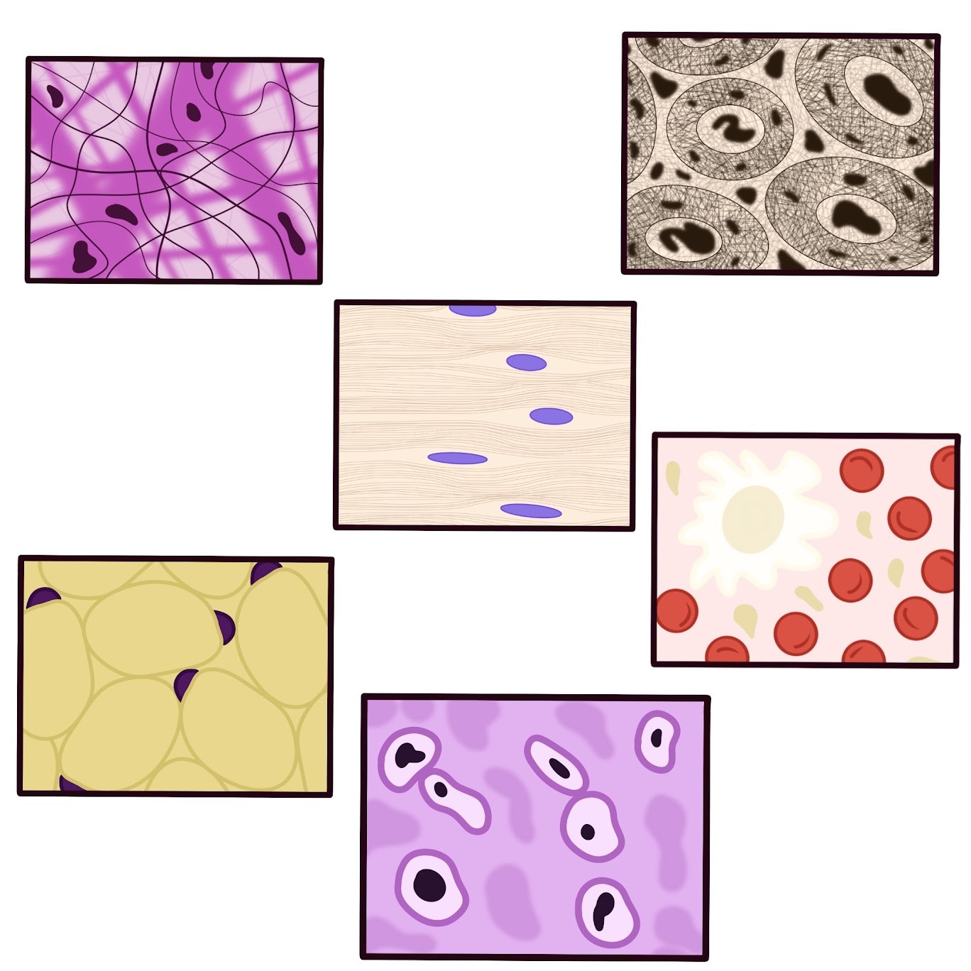 <p>Contains sparsely packed cells scattered throughout an <span class="tt-bg-green">extracellular matrix</span></p>