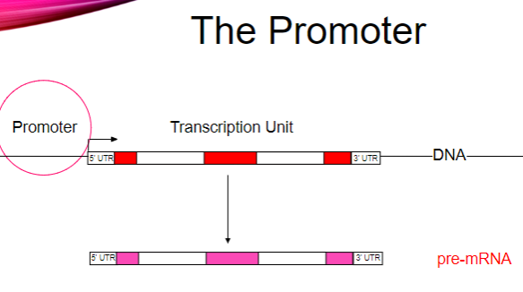 <p>RNA polymerase binds asymmetrically.</p><p>It can only move in the 5’ to 3’ direction.</p>