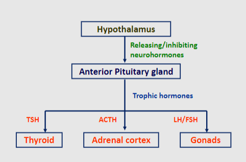 <p><u>The glands controlled by:</u></p><p>♥︎The hypothalamic-pituitary axis (include the hypothalamus)</p><p>♥︎Anterior pituitary gland</p><p>♥︎Thyroid</p><p>♥︎Adrenal cortex</p><p>♥︎Gonads</p>
