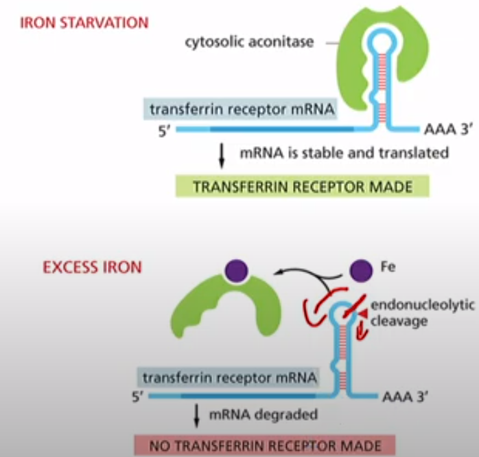 <p>Transferrin Receptors import iron into the cell. Therefore during iron starvation you need to make more of them. So cytosolic aconitase binds to the transferrin receptor mRNA and keeps it stable so it can translate. When there is excess iron, it binds to cytosolic aconitase and now it cant bind to Transferrin mRNA. IT exposes the 3'UTR site that is susceptible to cleavage</p>