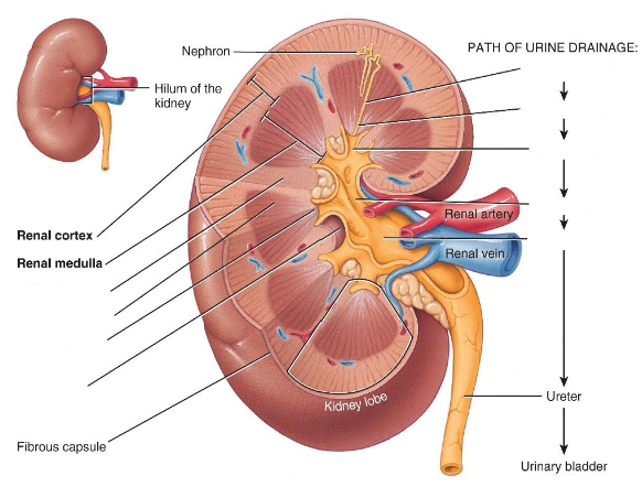 <p>Label the diagram. </p>