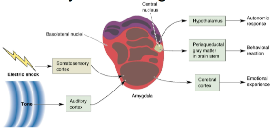 <p>The amygdala is involved in forming memories of emotional and painful events.</p><p>This has been confirmed by fMRI and PET imaging.</p>