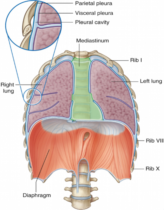 <p>The diaphragm lies inferior to the lungs and separates the thoracic cavity from the abdominal cavity.</p>