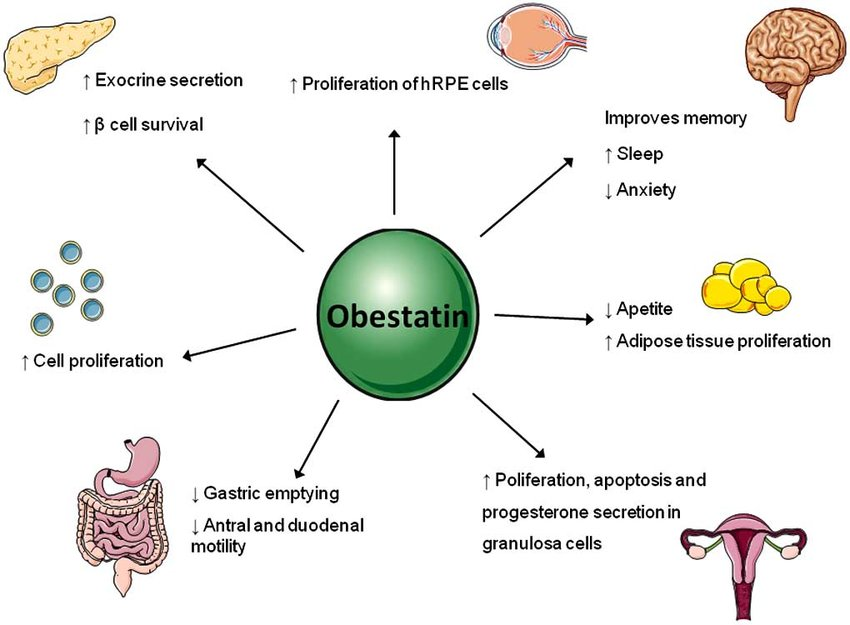 <p>☆ Obestatin is a gene product of ghrelin, produced by epithelial cells of the stomach. </p><p>☆ It suppresses appetite and is known to block ghrelin-induced stimulation of food intake</p><p>☆ Leading to the suppression of ghrelin-induced weight gain.</p>