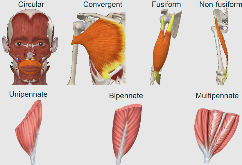 <p>Pennate</p><p>Unipennate</p><p>Bipennate</p><p>Multipennate</p>