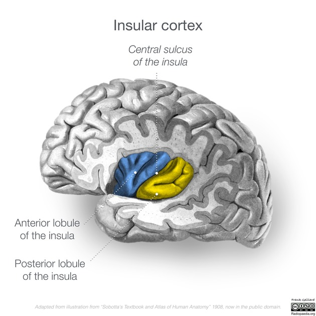 <p><strong>Deep Middle Cerebral Vein</strong>:</p><p>Drains the <strong>insula</strong>.</p><p>Joins the <strong>anterior cerebral vein</strong> and <strong>striate veins</strong>.</p><p>Forms the <strong>basal vein</strong>.</p><p><strong>Basal Vein</strong>:</p><p>Joins the <strong>great cerebral vein</strong>.</p><p>Drains into the <strong>straight sinus</strong>.</p>