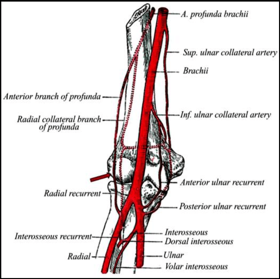 <p>The brachial artery bifurcates into the radial artery and ulnar artery in the cubital fossa.</p>
