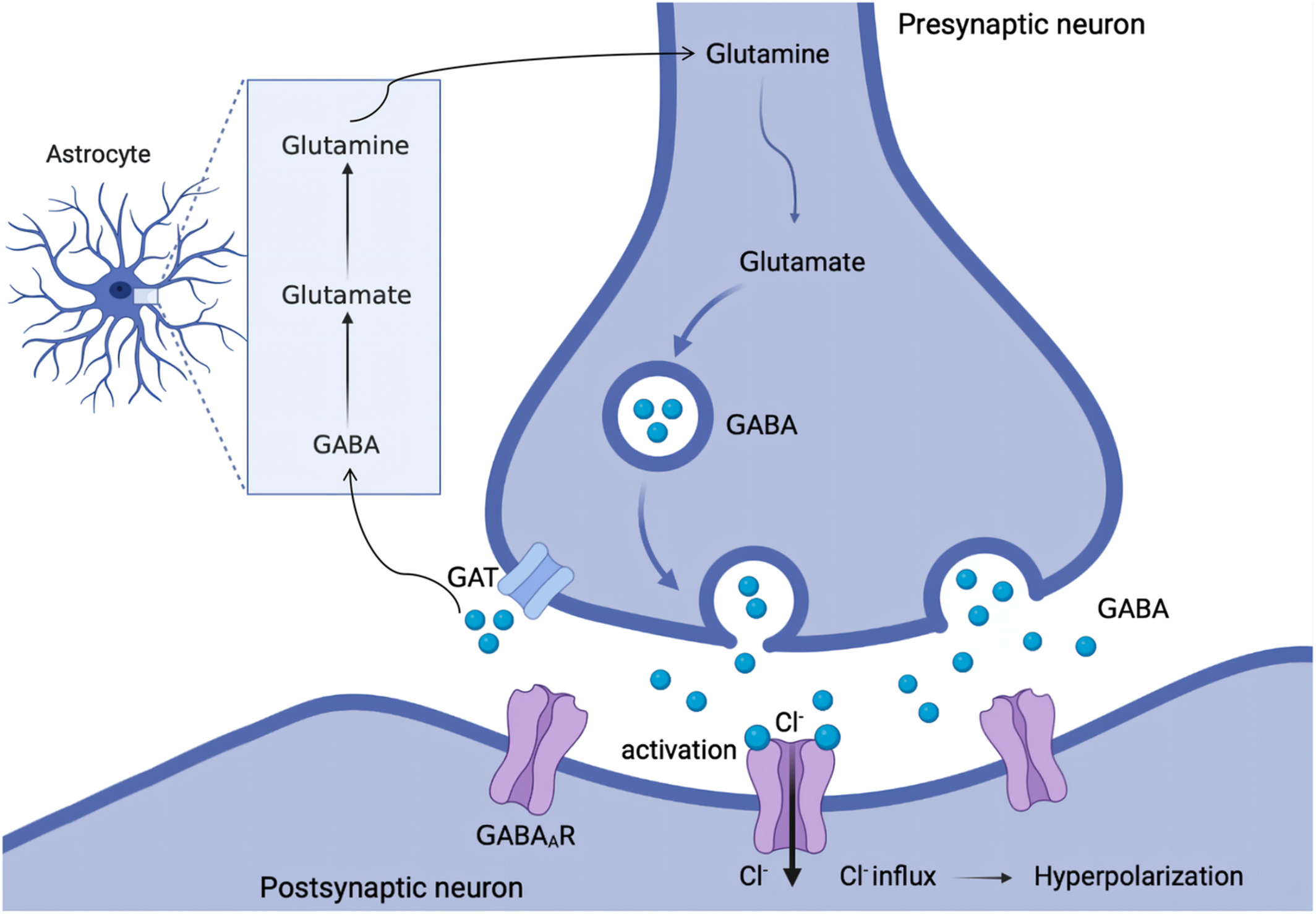 <p>Gamma-aminobutyric acid (GABA)</p><p></p><p>via hyperpolarisation (Chloride influx)</p>