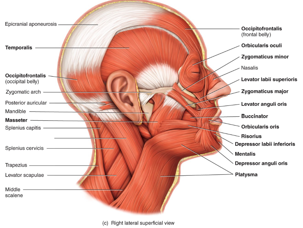 <p>Label the unnamed muscle and describe its function.</p>