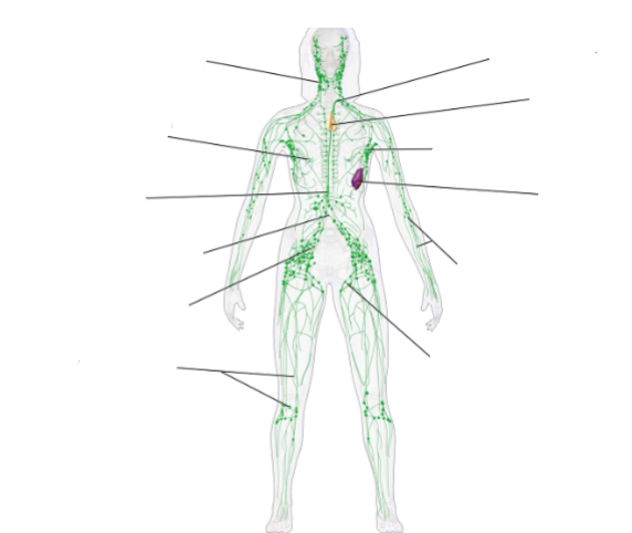 <p>Name these parts of the lymphatic system</p>