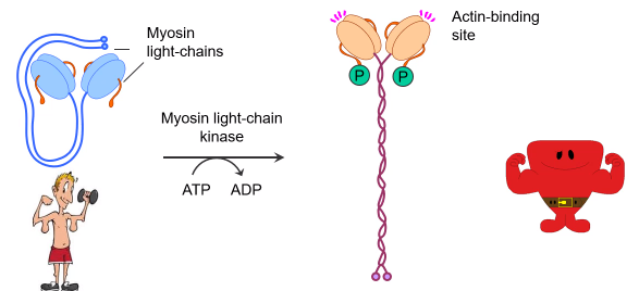 <p>-Activation of Myosin Light chain kinase phosphorylates regulatory MLC at ser 19</p><p></p><p>-Increases the ATPase activity of the myosin head ~1000x</p><p></p><p>-Alters the structure of myosin</p>