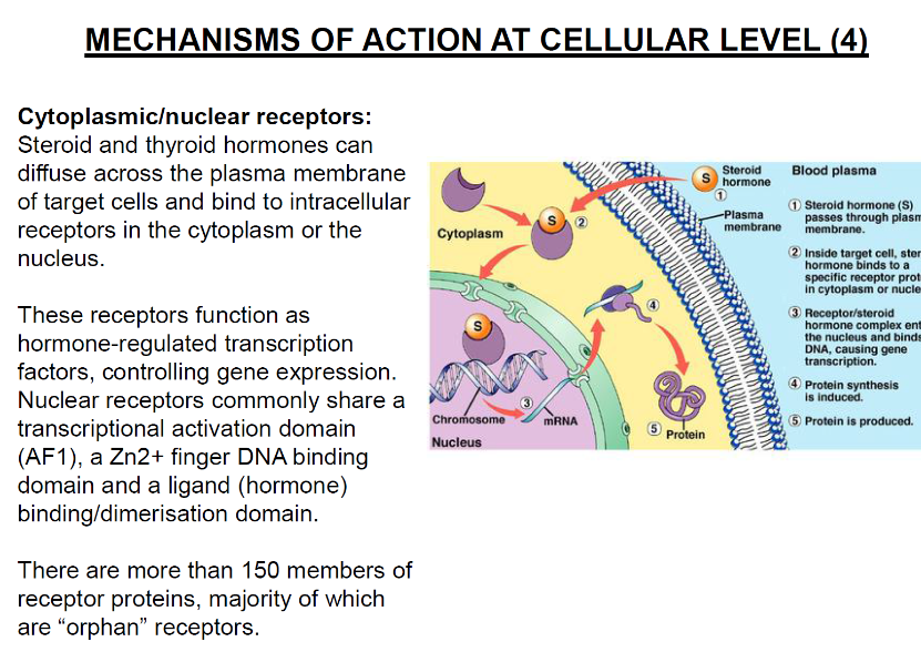 <p><strong>Hormone diffusion</strong>: Steroid and thyroid hormones diffuse across the plasma membrane of target cells.</p><p><strong>Receptor binding</strong>: The hormones bind to intracellular receptors in the cytoplasm or nucleus.</p><p><strong>Transcriptional function</strong>: These receptors act as hormone-regulated transcription factors, controlling gene expression.</p>
