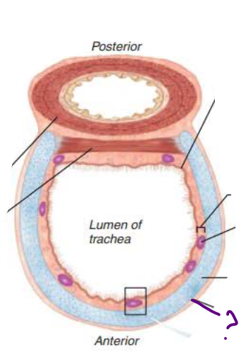 <p>In the Trachea, the<strong>&nbsp;</strong>_________ is the __________ layer of _________ ______ that encases the ____ __ ______ ________</p>