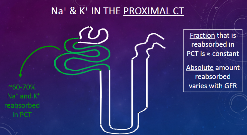 <p>Approximately 60-70% of sodium (Na+) and potassium (K+) are reabsorbed in the proximal convoluted tubule (PCT).</p>