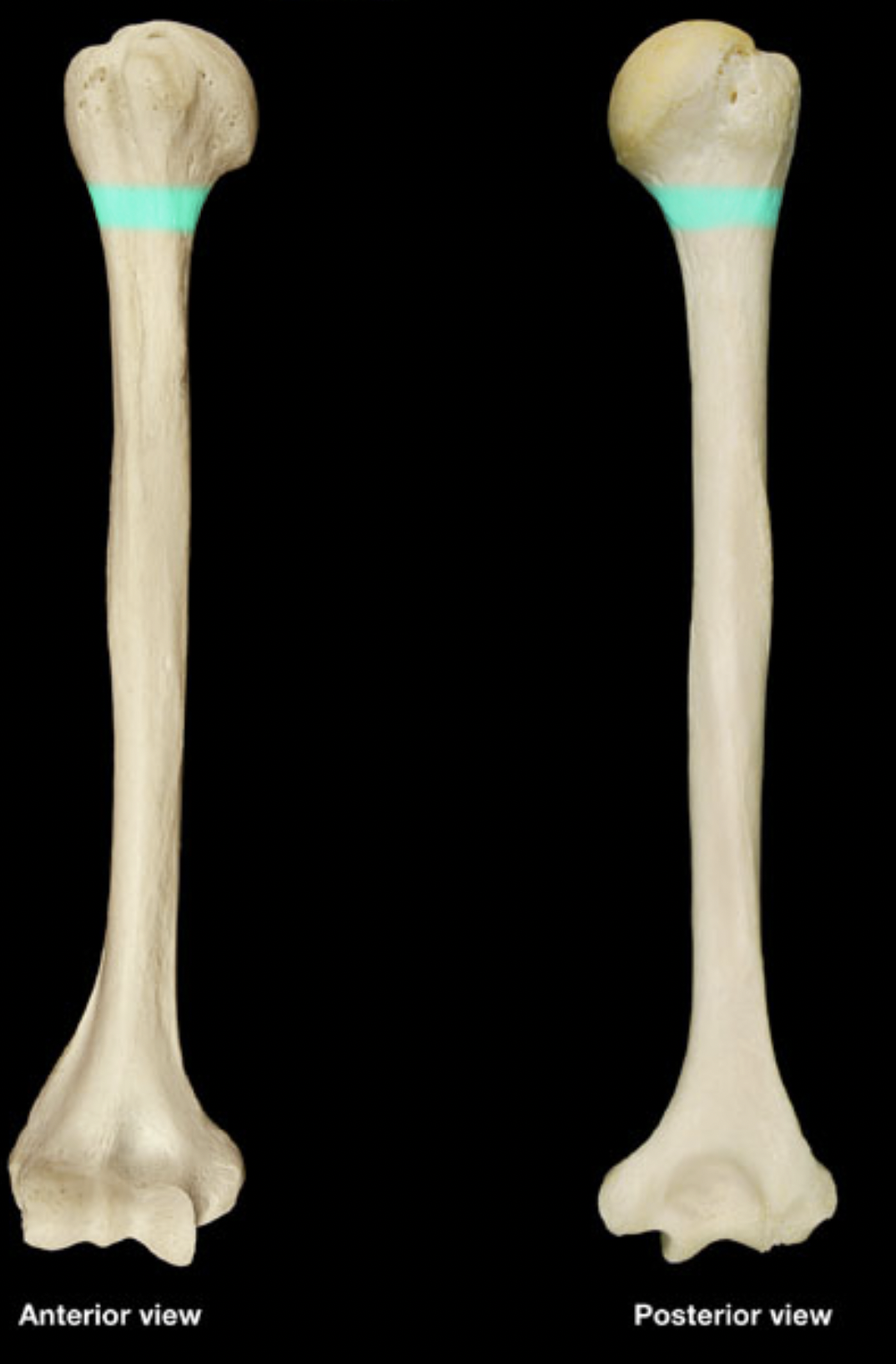 <p>humerus</p>