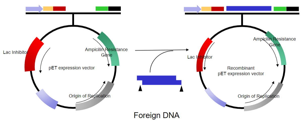 <p>-Vectors are a simplified version of naturally occurring plasmids.</p><p>-They are used as molecular tools to manipulate genes.</p>