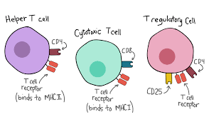 <p>(mainly CD4+ (some CD8+) </p><p></p><p>•T cells able to affect immune responses by either suppressing them or activating them through direct cell contact or by the secretion of soluble factors (cytokines)• 2 main types: natural or inducible</p>