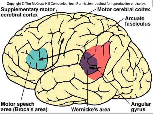 center for integration of auditory, visual, and somatesthetic information 
