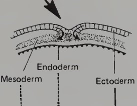 <p><em>Developmental Event: </em>Gastrulation</p><p></p><p>- Germ-layer formation (ectoderm, mesoderm, and endoderm)</p>