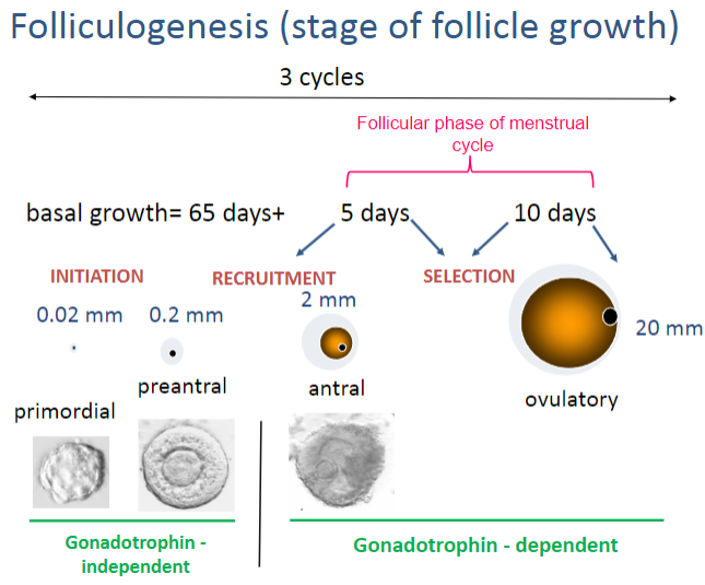 <p>Folliculogenesis occurs during the <strong>follicular phase</strong> of the menstrual cycle. (day 1 menses/start of cycle towards ovulation, so 14 days)</p>