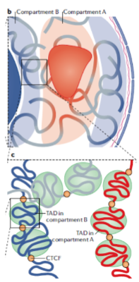 <p>They are sub-compartments within individual genome compartments.</p><p>TADs are characterized by regions that interact more frequently with each other than with regions outside the domain.</p>