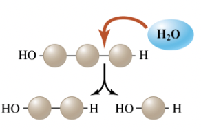 <p>A type of chemical reaction in which a molecule of water is added instead of removed. A hydrogen attom is attached to one subunit and a hydroxyl group to the other, breaking the covalent bond and joining the subunits.</p>