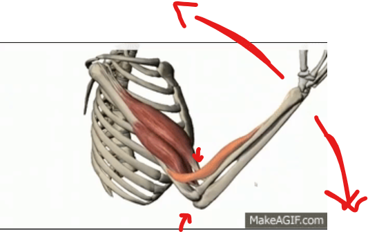 <p>uniaxial movement</p><p>flexion</p><p>extension</p>