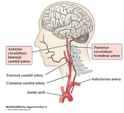 <p><strong>Source</strong>: Derived from the <strong>internal carotid arteries</strong>.</p><p><strong>Function</strong>: Supplies blood to the <strong>forebrain</strong>, which includes the <strong>cerebrum</strong> and <strong>diencephalon</strong>.</p>