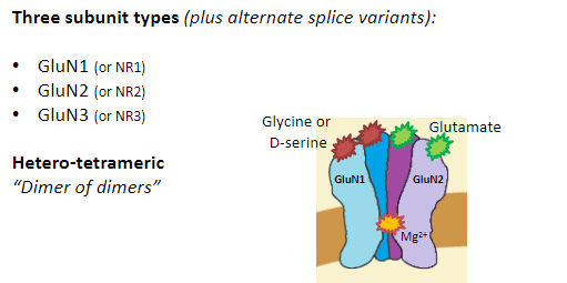 <p>Hetero-tetrameric</p><p>“Dimer of dimers”</p><p>Most commonly:</p><p>2 GluA2 subunits</p><p>2 GluA1, 3, or 4 subunits</p>