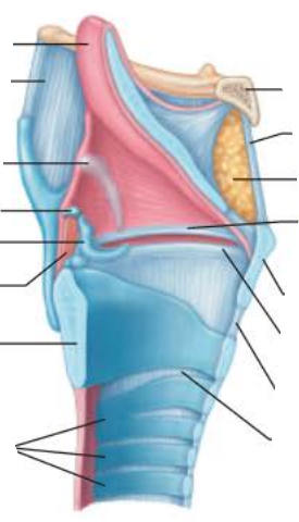 <p><strong>Larynx</strong></p><p>to produce sound, the _________ ________ ________ as ___ rushes from _______</p>