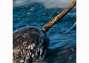 <p>narwhal</p>