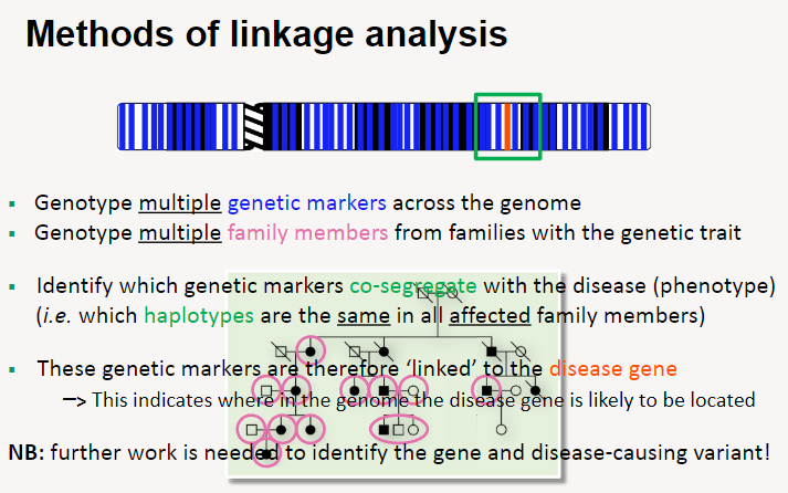 <p>Genotype multiple genetic markers across the entire genome.</p><p>Genotype family members, particularly those with the genetic trait or disease.</p><p>Identify which genetic markers co-segregate with the disease phenotype (i.e., markers that are inherited together with the disease in affected individuals).</p><p>Genetic markers that consistently co-segregate with the disease are considered linked to the disease-causing gene.</p><p>This linkage analysis helps pinpoint the general region of the genome where the disease gene is located, but further research is required to identify the specific gene and variant responsible.</p>