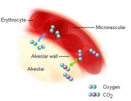 <p>-Gases are exchanged along their concentration gradients between the<strong> air in the alveoli and the blood in the capillaries</strong></p><p>---Oxygen diffuses from the alveoli and into the blood <span class="tt-bg-yellow">(loading)</span></p><p>----Condition dioxide diffuses from the blood and into the alveoli <span class="tt-bg-yellow">(unloading)</span></p>