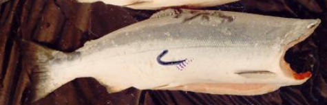 <p>Name the salmon with defining characteristics.</p>