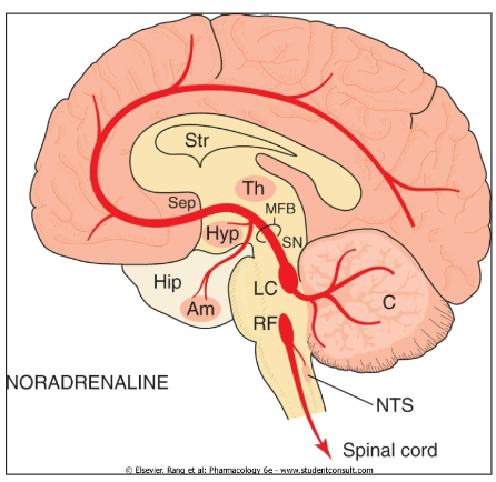 <p>Arousal</p><p>Wakefulness</p><p>Exploration and mood (low NA in depression)</p><p>Blood pressure</p><p>Addiction/gambling</p>