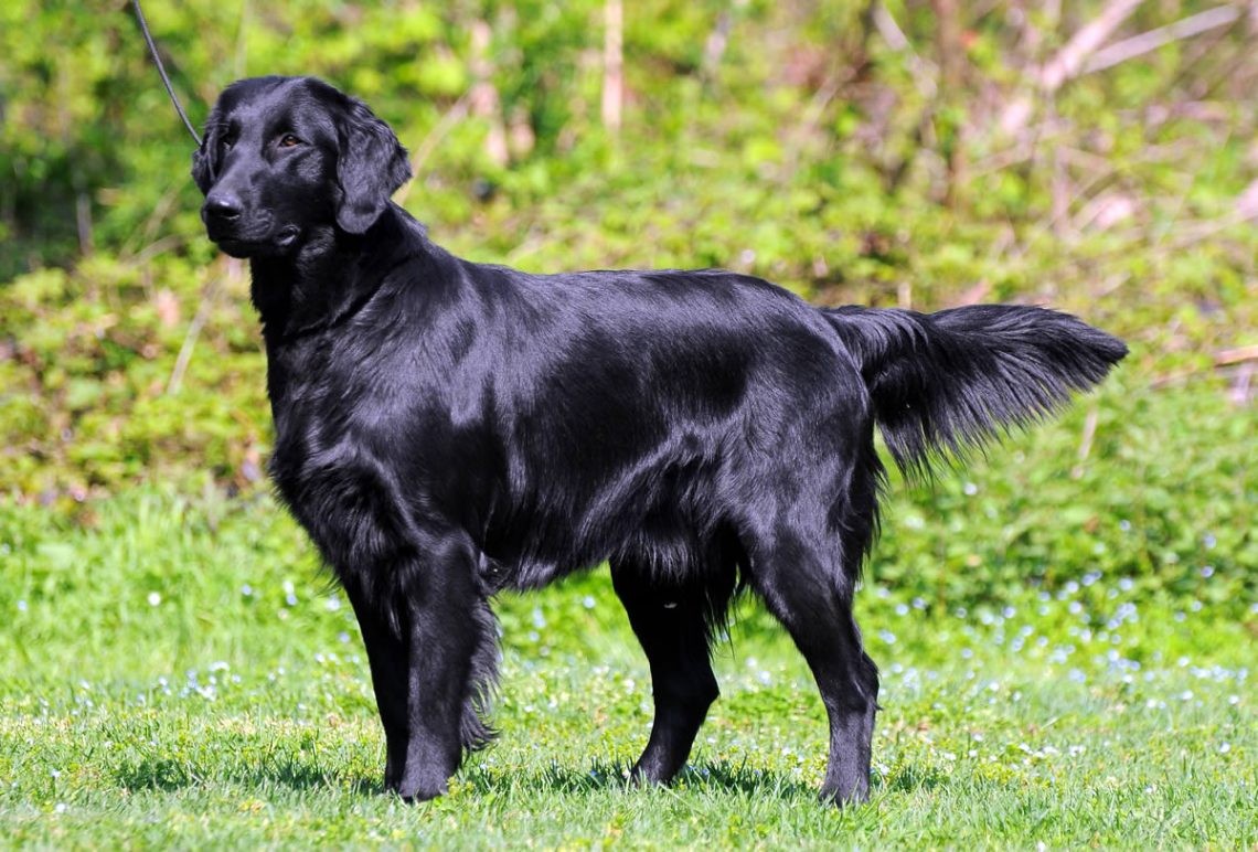 <p>(<strong>Retrievers, Waterhonden en Spaniëls) </strong></p>