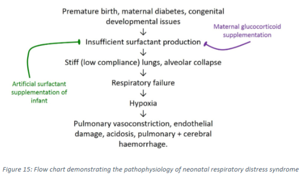 <p>Insufficient pulmonary surfactant production in NRDS results in decreased lung compliance, making the lungs stiffer and more prone to collapse during inspiration. It also increases the likelihood of alveolar oedema, reducing the rate of gas exchange. Additionally, increased forces and pressures within the lungs can potentially damage alveoli and capillaries, further impairing respiratory function.</p>
